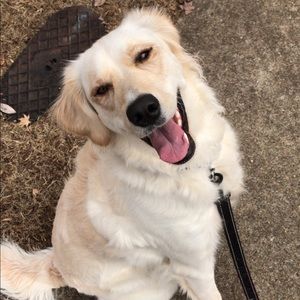 Meet your Posher, Abby